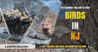 Feeding Birds in NJ: Legal or Illegal? What You Need to Know