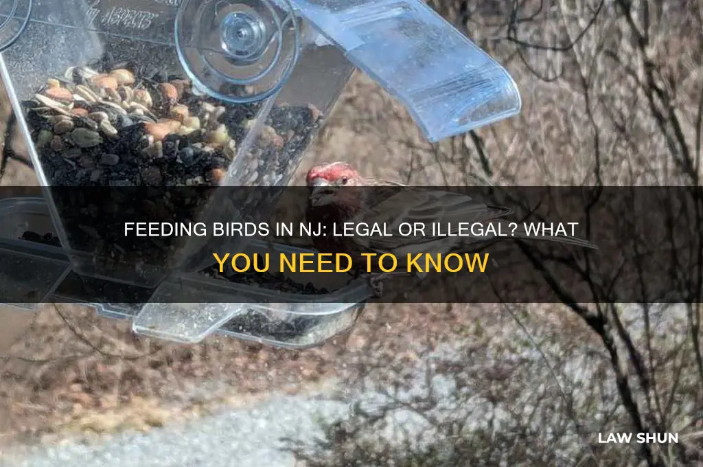 is it against the law to feed birds in nj