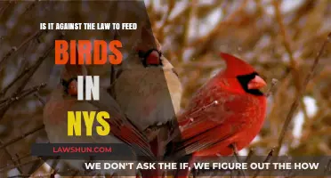 Feeding Birds in NYS: Legal or Against the Law?