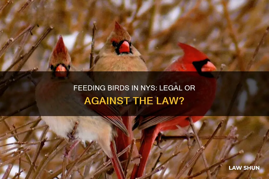 is it against the law to feed birds in nys