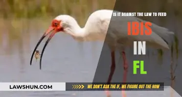 Feeding Ibis in Florida: Legal or Illegal? Understanding the Law