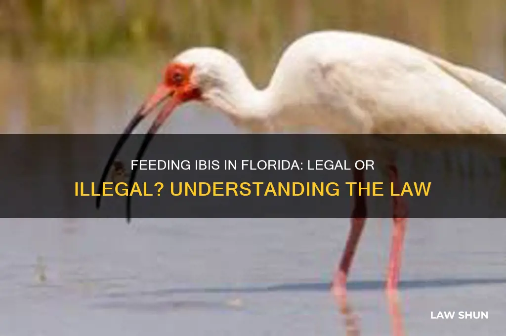 is it against the law to feed ibis in fl
