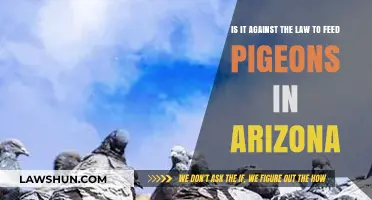 Feeding Pigeons in Arizona: Legal or Illegal? What You Need to Know
