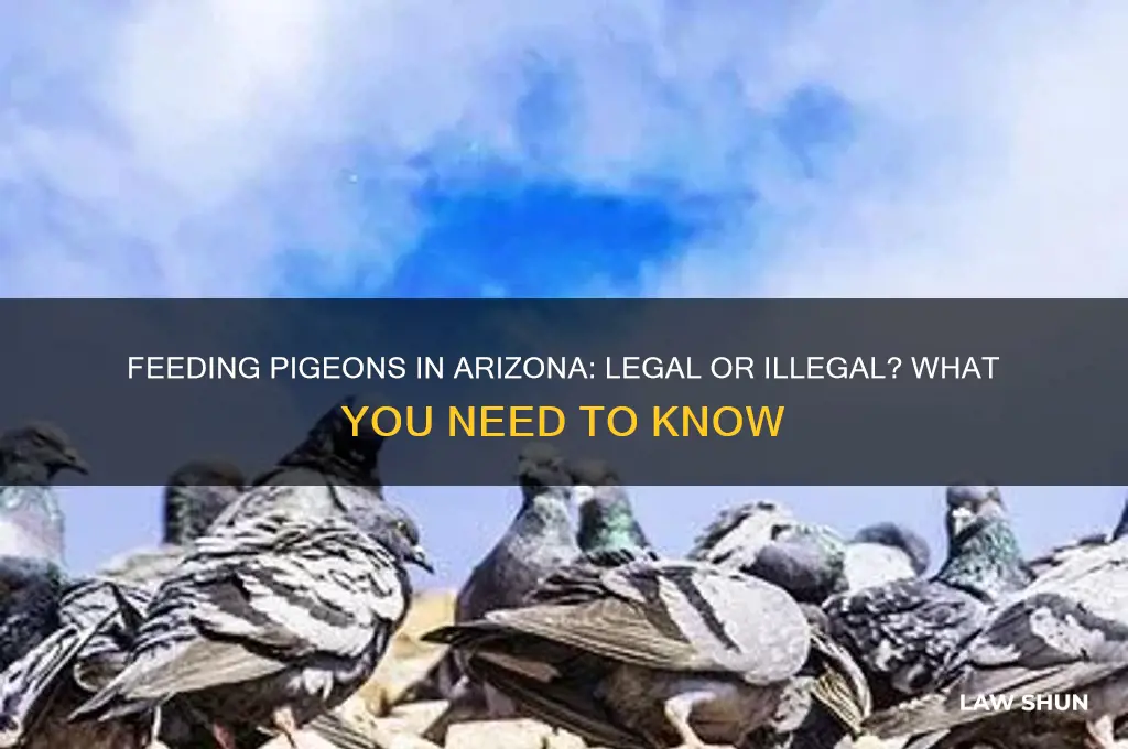 is it against the law to feed pigeons in arizona