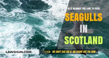 Feeding Seagulls in Scotland: Legal or Against the Law?