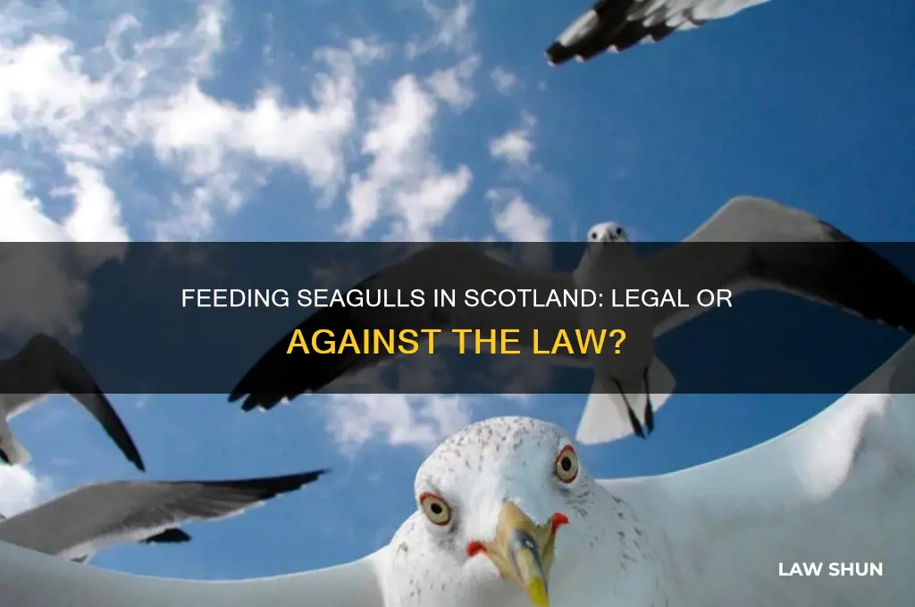 is it against the law to feed seagulls in scotland