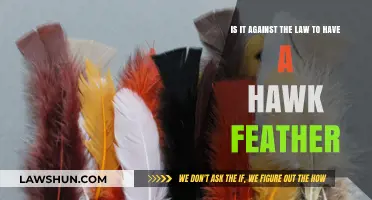 Is Owning a Hawk Feather Legal? Understanding Wildlife Protection Laws