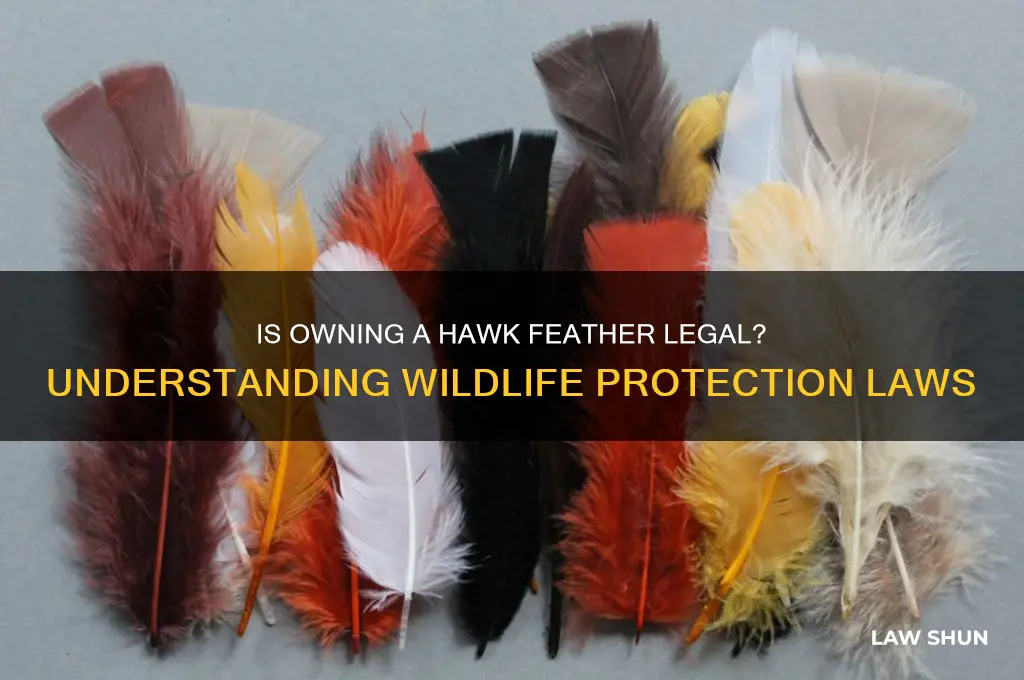is it against the law to have a hawk feather