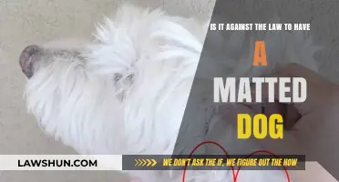 Is Neglecting Your Dog's Coat a Legal Offense? Matted Fur Laws Explained
