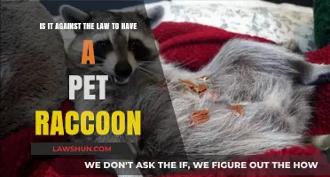 Is Owning a Pet Raccoon Legal? Laws and Considerations