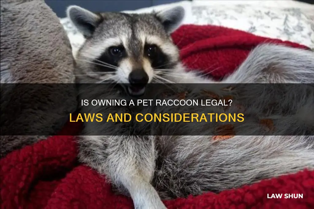 is it against the law to have a pet raccoon