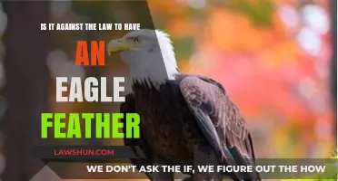 Eagle Feather Possession: Legal or Illegal Under Current Laws?