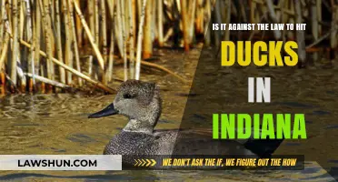 Is Hitting Ducks in Indiana Illegal? Understanding Local Wildlife Laws