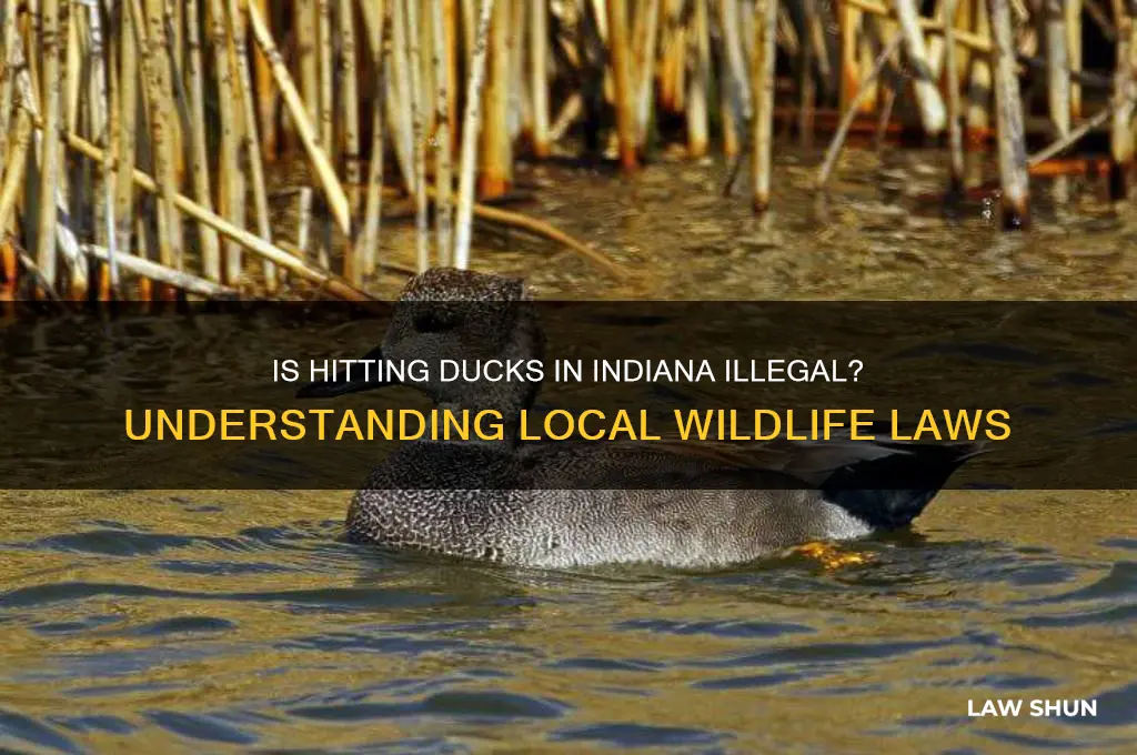 is it against the law to hit ducks in indiana