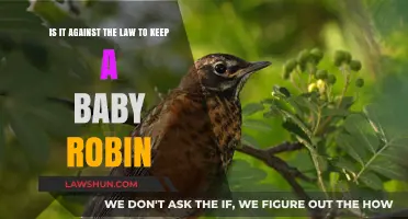 Is Keeping a Baby Robin Legal? Understanding Wildlife Protection Laws