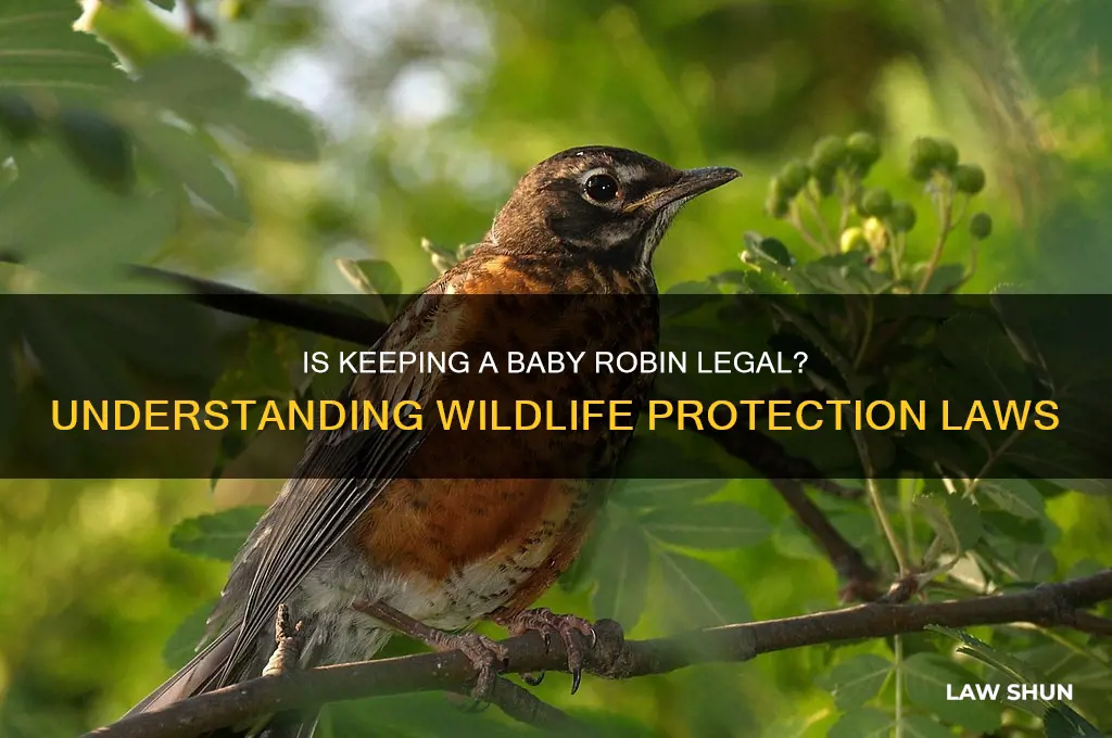 is it against the law to keep a baby robin