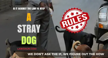 Is Keeping a Stray Dog Legal? Understanding the Laws and Ethics