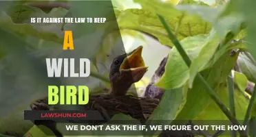 Is Keeping a Wild Bird Illegal? Legal Insights and Guidelines