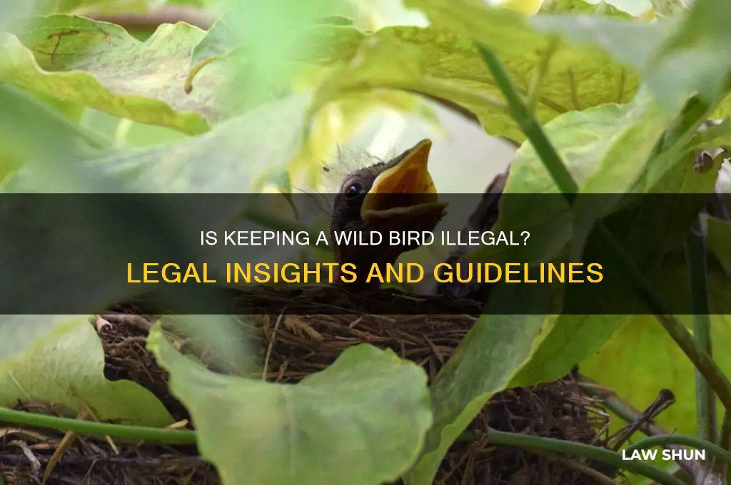 is it against the law to keep a wild bird