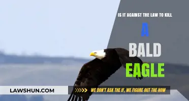 Is Killing a Bald Eagle Illegal? Understanding the Law and Penalties