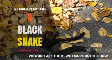 Is Killing Black Snakes Legal? Understanding Wildlife Protection Laws