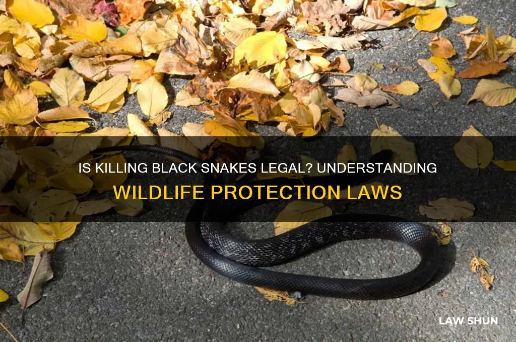is it against the law to kill a black snake