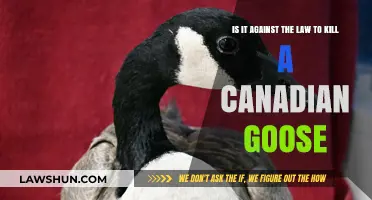 Is Killing a Canadian Goose Illegal? Legal Insights and Penalties