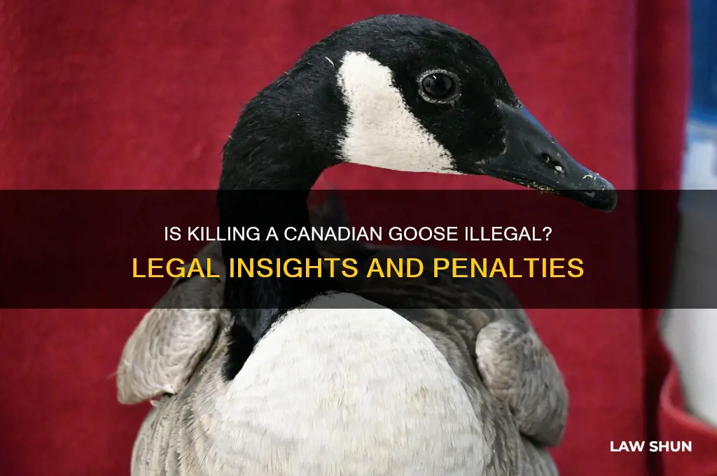 is it against the law to kill a canadian goose