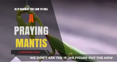 Is Killing a Praying Mantis Illegal? Legal Insights and Ethics