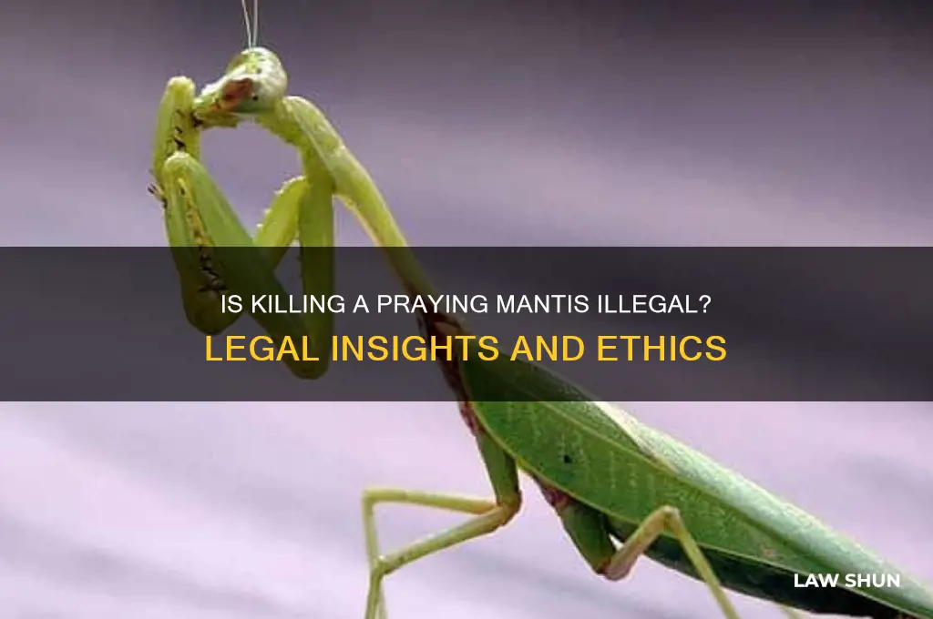 is it against the law to kill a praying mantis