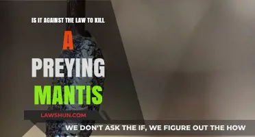 Is Killing a Praying Mantis Illegal? Legal Insights and Ethics