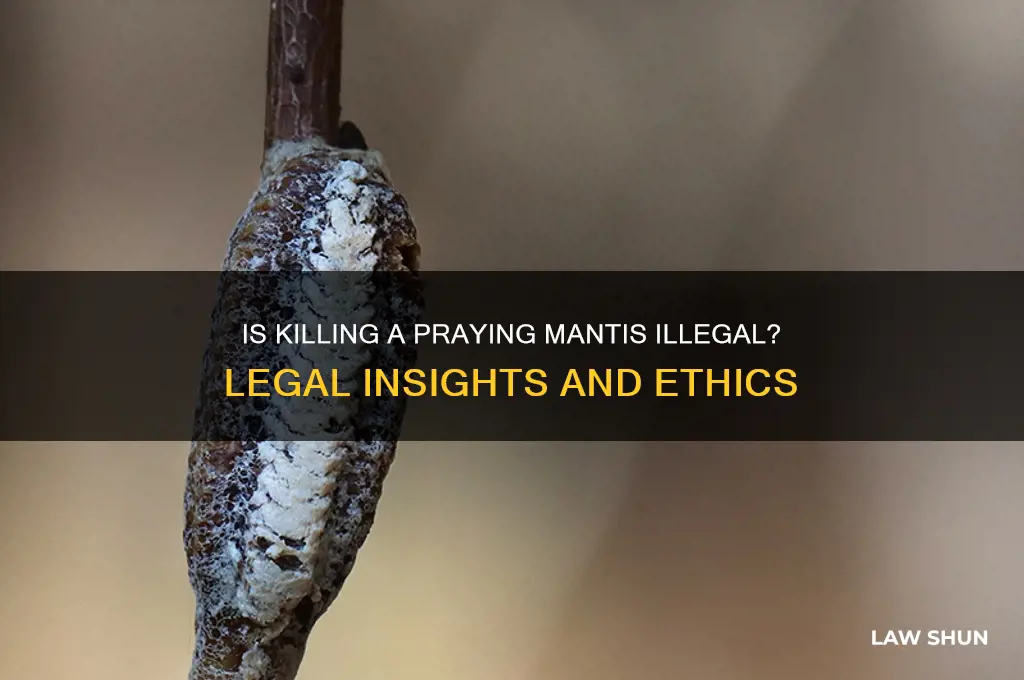 is it against the law to kill a preying mantis