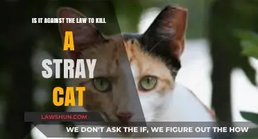 Is Killing Stray Cats Legal? Understanding the Law and Ethics