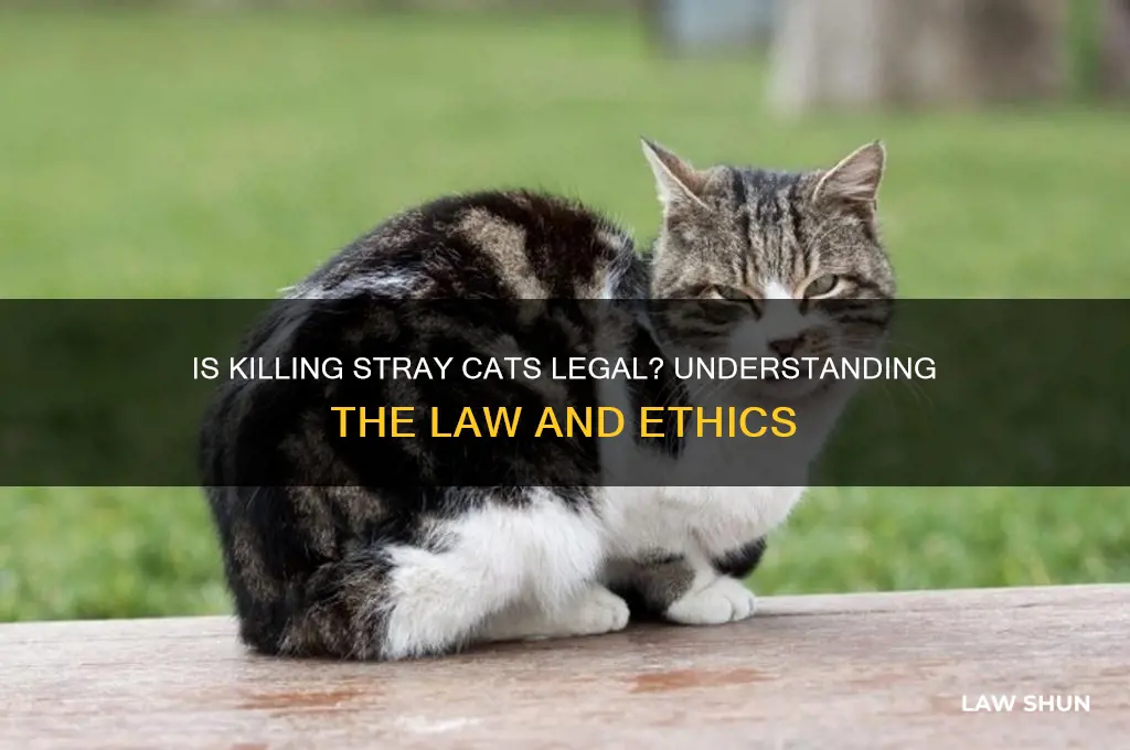 is it against the law to kill a stray cat