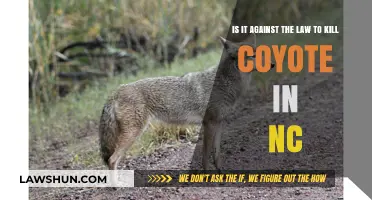 Is Killing Coyotes in North Carolina Legal? Understanding NC Wildlife Laws