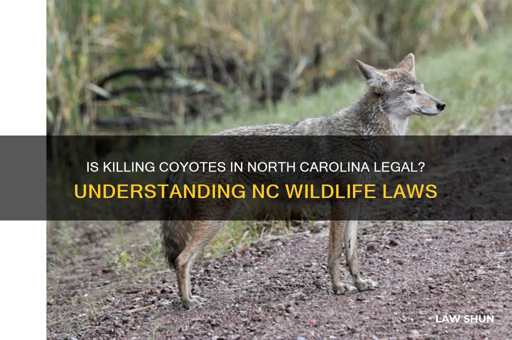 is it against the law to kill coyote in nc