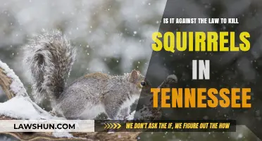 Is Killing Squirrels Legal in Tennessee? Understanding Wildlife Laws