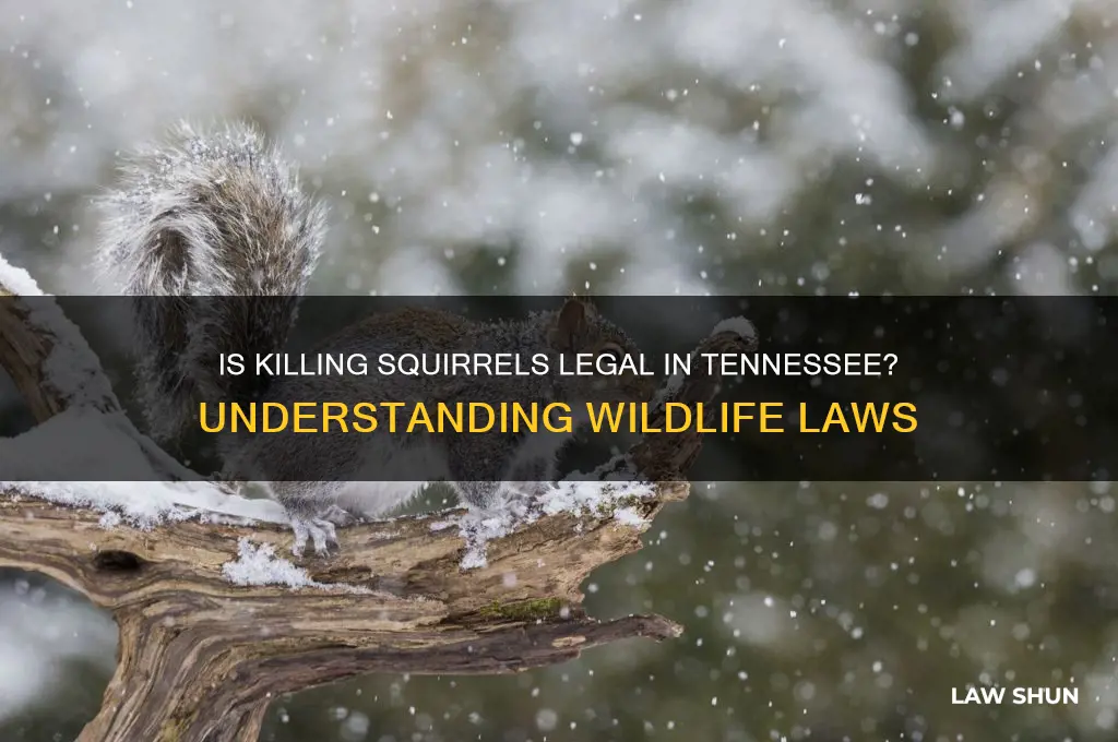 is it against the law to kill squirrels in tennessee