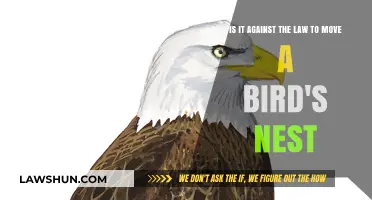 Is Relocating a Bird's Nest Legal? Understanding Wildlife Protection Laws