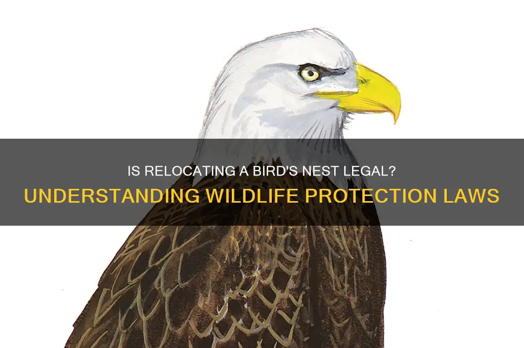 is it against the law to move a bird