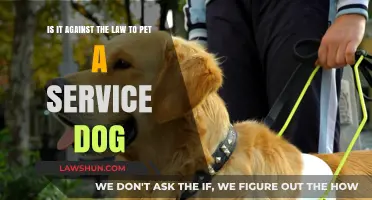 Is Petting a Service Dog Illegal? Understanding the Legal Boundaries