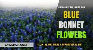 Is Picking Bluebonnets Illegal? Understanding Texas Wildflower Laws