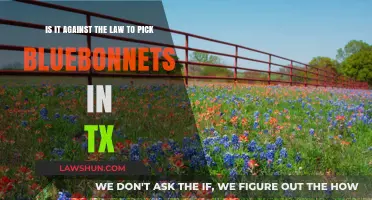 Is Picking Bluebonnets in Texas Illegal? What You Need to Know