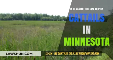 Is Picking Cattails in Minnesota Legal? Understanding the Law