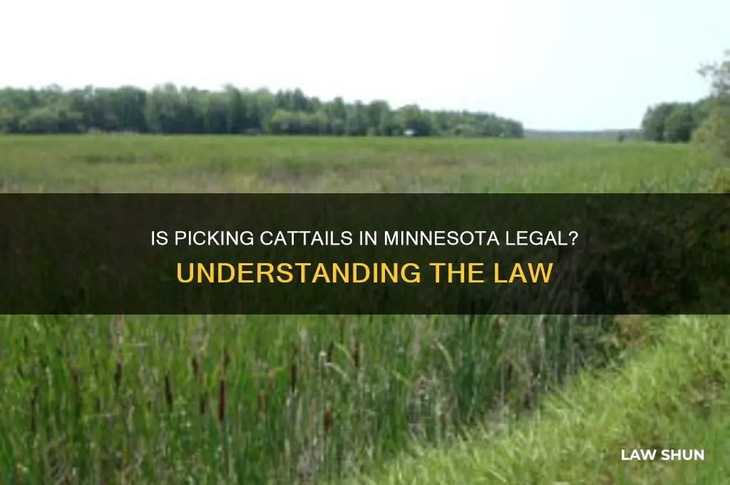 is it against the law to pick cattails in minnesota