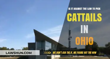 Is Picking Cattails in Ohio Legal? Understanding the Law