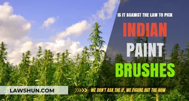 Picking Indian Paintbrushes: What's the Legal Status?