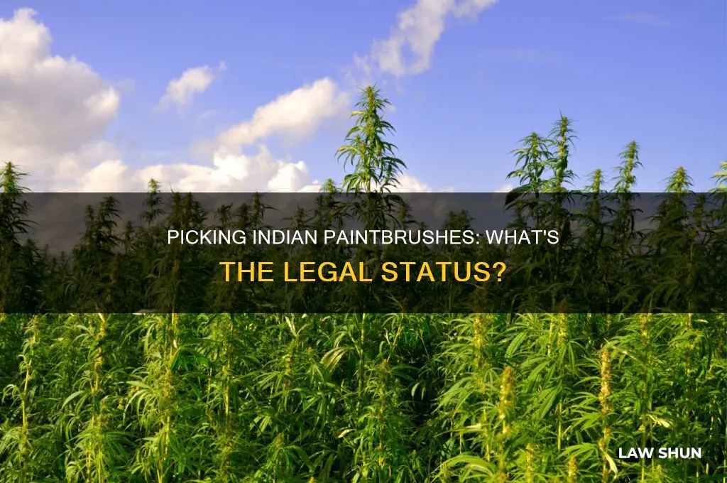 is it against the law to pick indian paint brushes