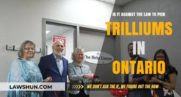 Is Picking Trilliums in Ontario Illegal? Understanding the Law