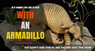 Is Playing with Armadillos Legal? Understanding Wildlife Interaction Laws